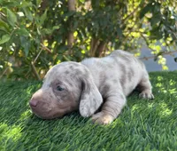OLAF, a male Miniature Dachshund for sale in Ontario, CA – 1 of 5