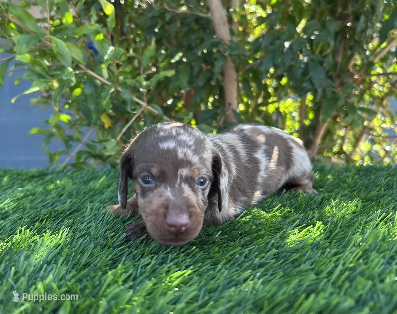 DARLA – Miniature Dachshund puppy on hold in Ontario, CA