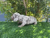 OLAF, a male Miniature Dachshund for sale in Ontario, CA – 5 of 5