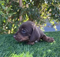 HERSHEY, a female Miniature Dachshund for sale in Ontario, CA – 2 of 5