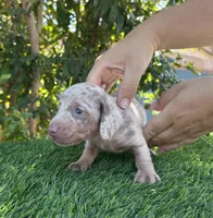 OLAF, a male Miniature Dachshund for sale in Ontario, CA – 3 of 5