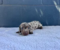 🥜PEANUT 🥜 tiny & blue eyes, a male Miniature Dachshund for sale in Ontario, CA – 8 of 9