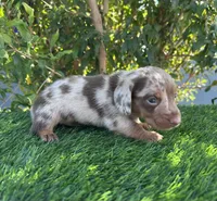 LUXIO , a male Miniature Dachshund for sale in Ontario, CA – 5 of 5