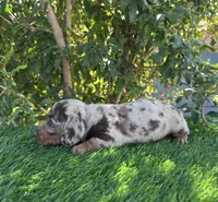 PEANUT , a male Miniature Dachshund for sale in Ontario, CA – 5 of 6