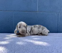 ❄️DOMINO❄️, a male Miniature Dachshund for sale in Ontario, CA – 9 of 9
