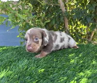 LUXIO , a male Miniature Dachshund for sale in Ontario, CA – 4 of 5