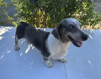 DARLENE , a female Miniature Dachshund for sale in Ontario, CA – 2 of 4