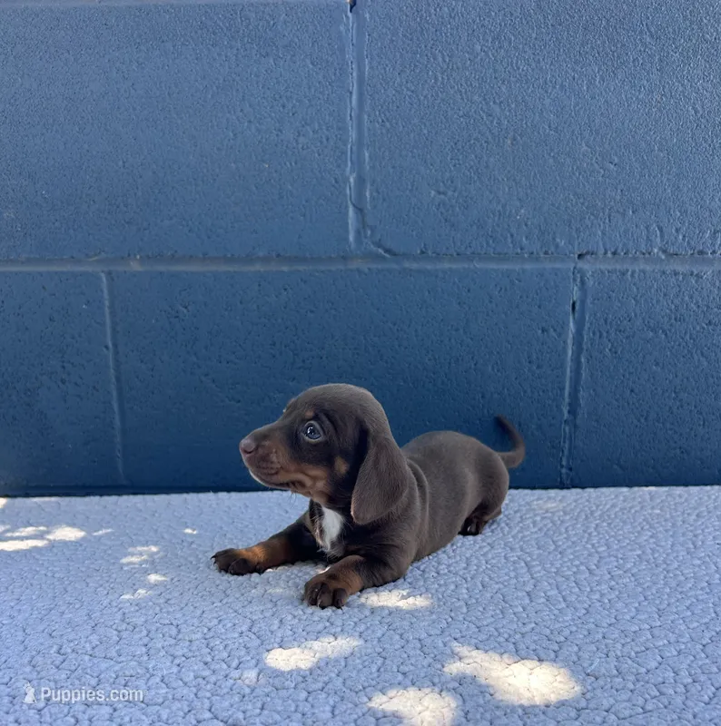 HERSHEY – Miniature Dachshund puppy for sale in Ontario, CA