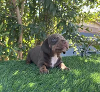 HERSHEY, a female Miniature Dachshund for sale in Ontario, CA – 5 of 5