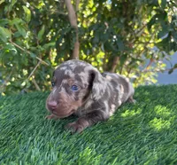 DARLA, a female Miniature Dachshund for sale in Ontario, CA – 2 of 5