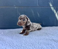 🥜PEANUT 🥜 tiny & blue eyes, a male Miniature Dachshund for sale in Ontario, CA – 2 of 9