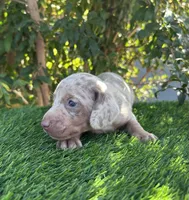 OLAF, a male Miniature Dachshund for sale in Ontario, CA – 2 of 5