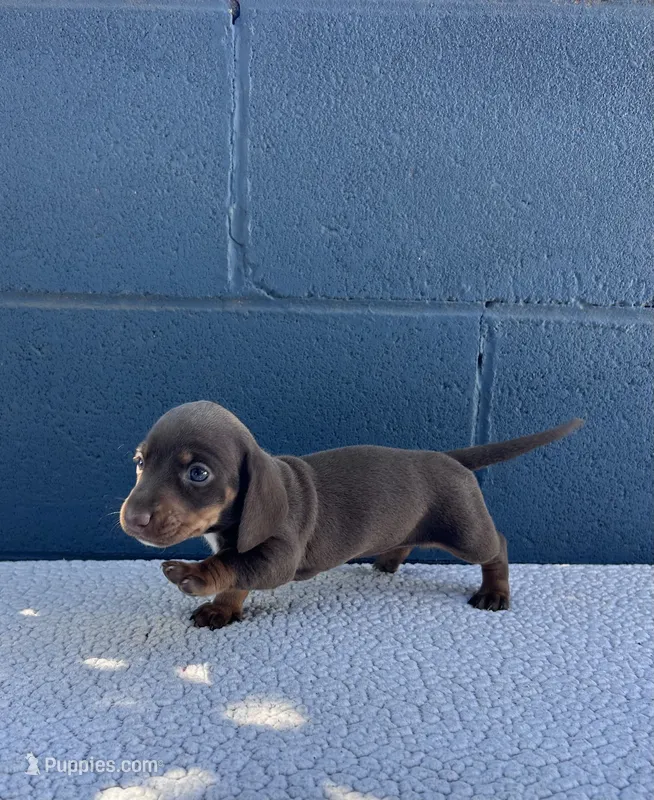 HERSHEY – Miniature Dachshund puppy for sale in Ontario, CA