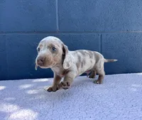 ❄️DOMINO❄️, a male Miniature Dachshund for sale in Ontario, CA – 7 of 9
