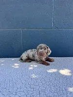 🥜PEANUT 🥜 tiny & blue eyes, a male Miniature Dachshund for sale in Ontario, CA – 5 of 9