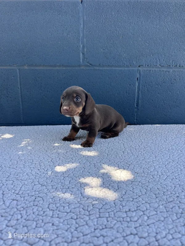 💝HERSHEY💝 – Miniature Dachshund puppy for sale in Ontario, CA