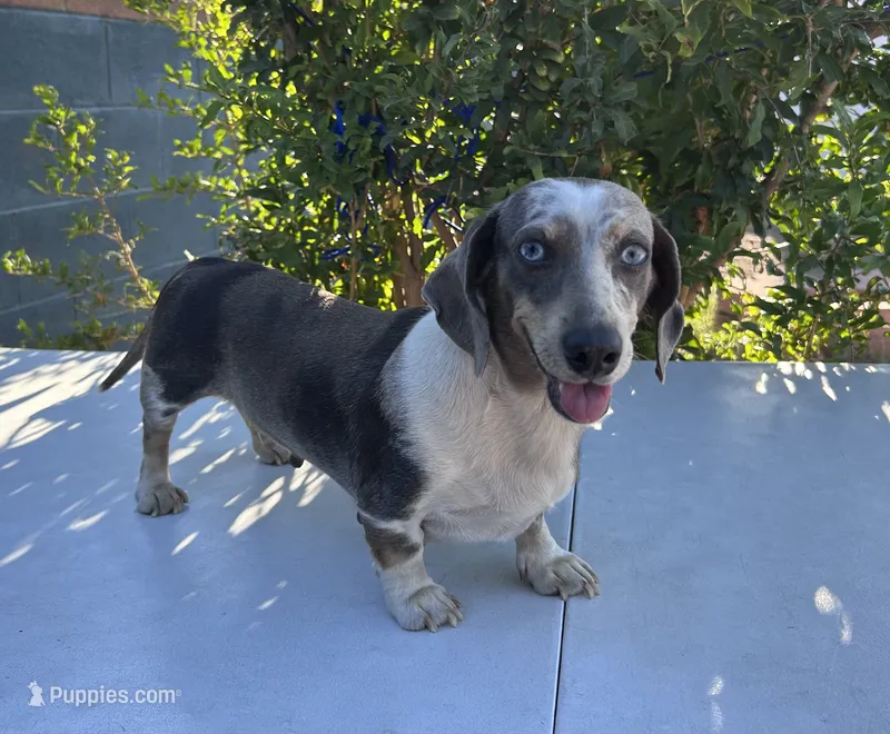 DARLENE  – Miniature Dachshund puppy for sale in Ontario, CA