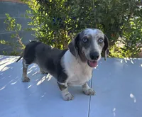 DARLENE , a female Miniature Dachshund for sale in Ontario, CA – 1 of 4