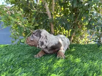 PEANUT , a male Miniature Dachshund for sale in Ontario, CA – 6 of 6