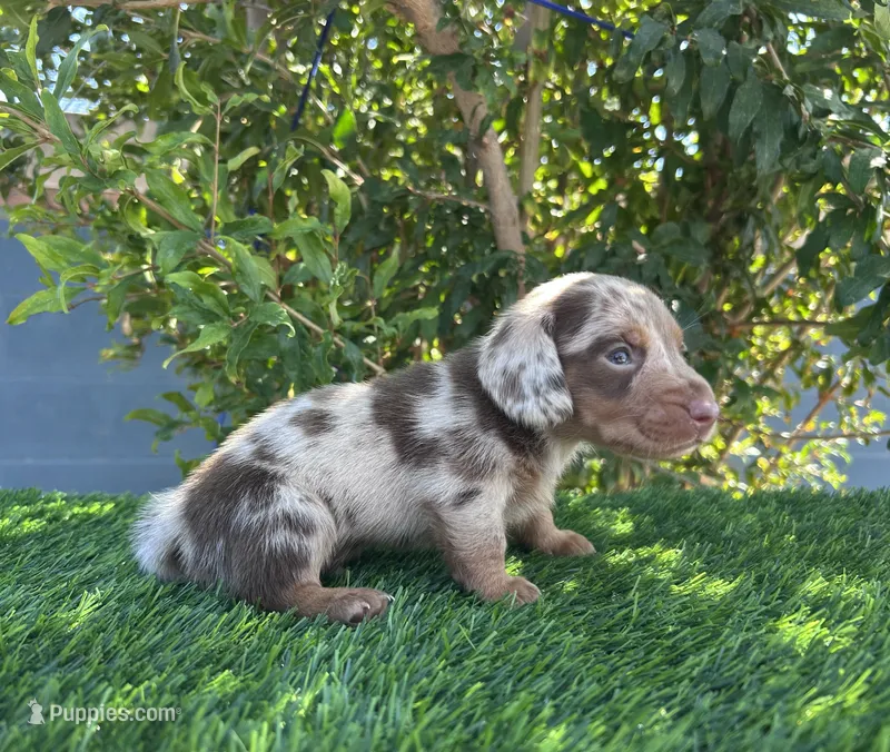 LUXIO  – Miniature Dachshund puppy for sale in Ontario, CA