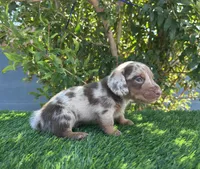 LUXIO , a male Miniature Dachshund for sale in Ontario, CA – 1 of 5