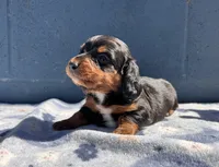 Teddy, a male Miniature Dachshund for sale in Ontario, CA – 5 of 6
