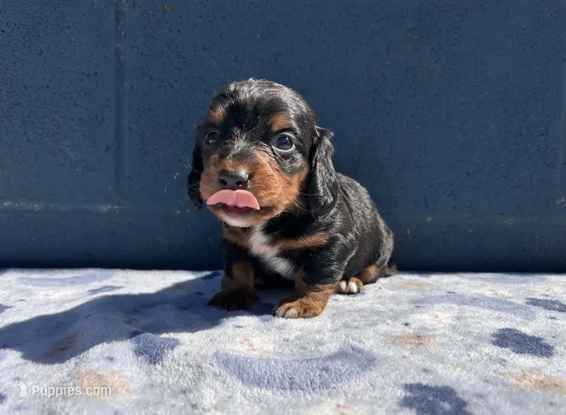 Teddy – Miniature Dachshund puppy for sale in Ontario, CA