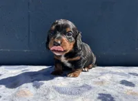 Teddy, a male Miniature Dachshund for sale in Ontario, CA – 2 of 6