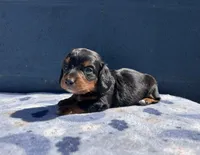 Teddy, a male Miniature Dachshund for sale in Ontario, CA – 6 of 6