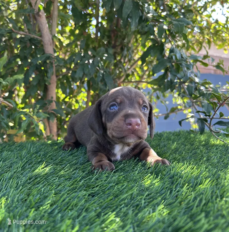 HERSHEY – Miniature Dachshund puppy for sale in Ontario, CA