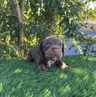 HERSHEY, a female Miniature Dachshund for sale in Ontario, CA – 1 of 5