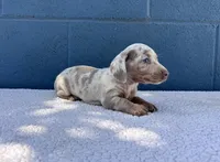 ❄️DOMINO❄️, a male Miniature Dachshund for sale in Ontario, CA – 3 of 9