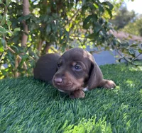 HERSHEY, a female Miniature Dachshund for sale in Ontario, CA – 3 of 5