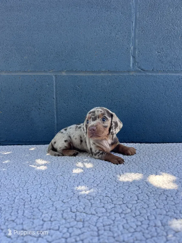 PEANUT  – Miniature Dachshund puppy for sale in Ontario, CA