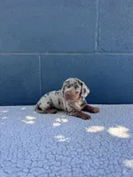 🥜PEANUT 🥜 tiny & blue eyes, a male Miniature Dachshund for sale in Ontario, CA – 1 of 9