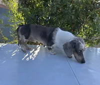 DARLENE , a female Miniature Dachshund for sale in Ontario, CA – 3 of 4