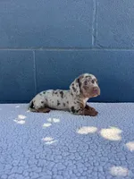 🥜PEANUT 🥜 tiny & blue eyes, a male Miniature Dachshund for sale in Ontario, CA – 4 of 9