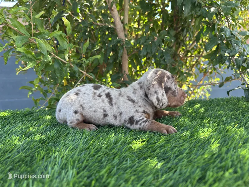 PEANUT  – Miniature Dachshund puppy for sale in Ontario, CA