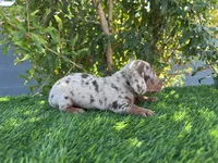 PEANUT , a male Miniature Dachshund for sale in Ontario, CA – 1 of 6