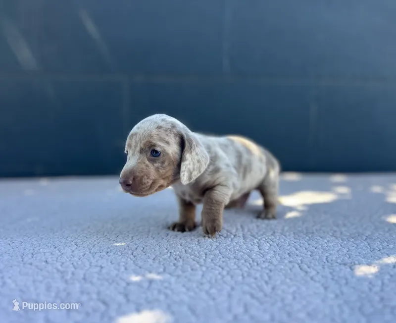 OLAF – Miniature Dachshund puppy for sale in Ontario, CA
