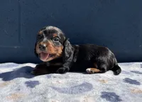 Teddy, a male Miniature Dachshund for sale in Ontario, CA – 3 of 6