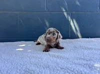 🥜PEANUT 🥜 tiny & blue eyes, a male Miniature Dachshund for sale in Ontario, CA – 7 of 9