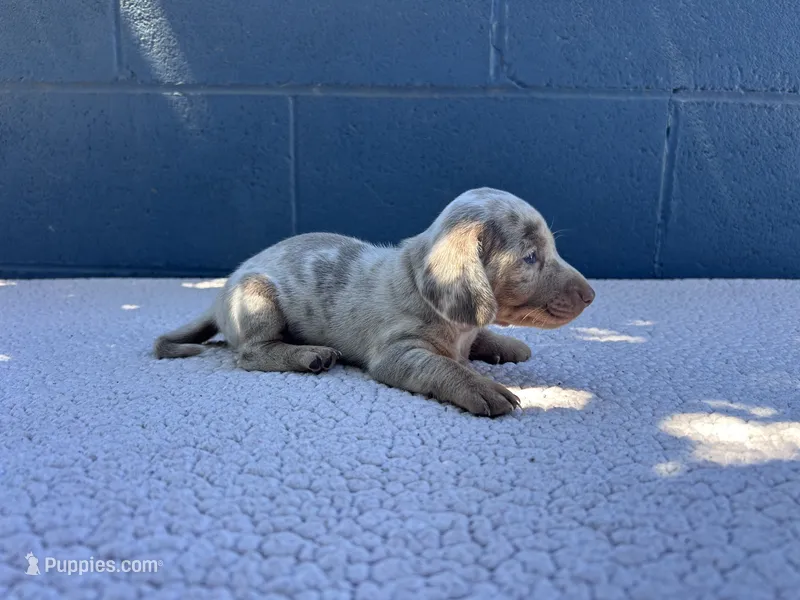 OLAF – Miniature Dachshund puppy for sale in Ontario, CA