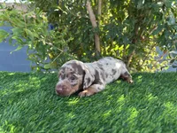 PEANUT , a male Miniature Dachshund for sale in Ontario, CA – 2 of 6
