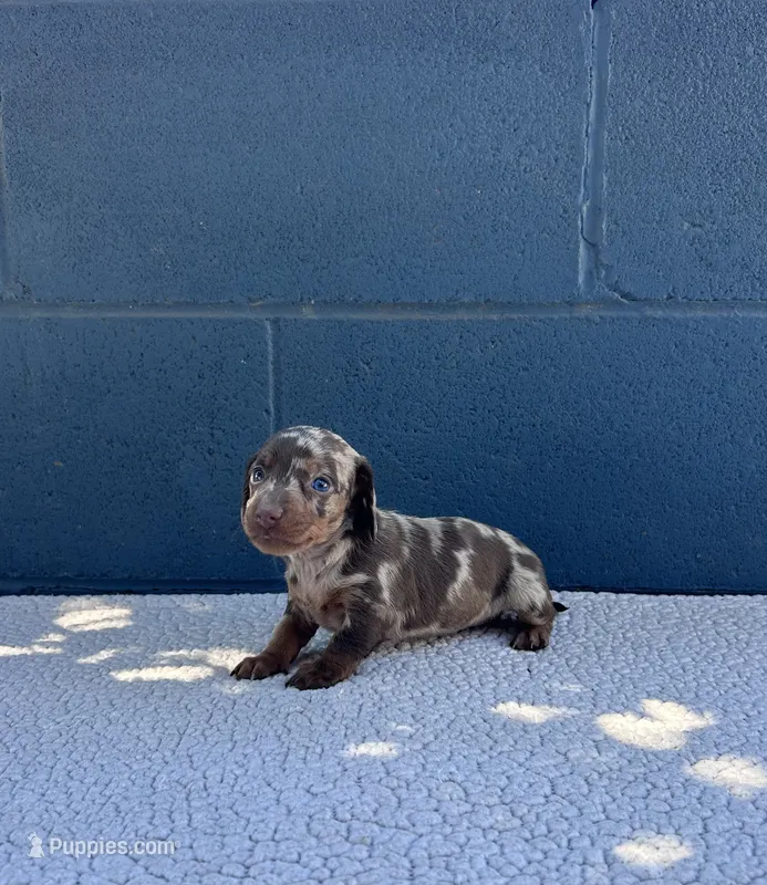 DARLA – Miniature Dachshund puppy on hold in Ontario, CA
