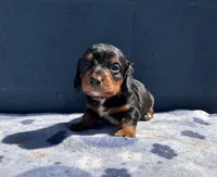 Teddy, a male Miniature Dachshund for sale in Ontario, CA – 4 of 6