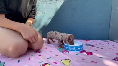 🥜PEANUT 🥜 tiny & blue eyes, a male Miniature Dachshund for sale in Ontario, CA – 9 of 9