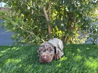 PEANUT , a male Miniature Dachshund for sale in Ontario, CA – 4 of 6