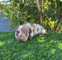 LUXIO , a male Miniature Dachshund for sale in Ontario, CA – 3 of 5