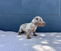 ❄️DOMINO❄️, a male Miniature Dachshund for sale in Ontario, CA – 5 of 9